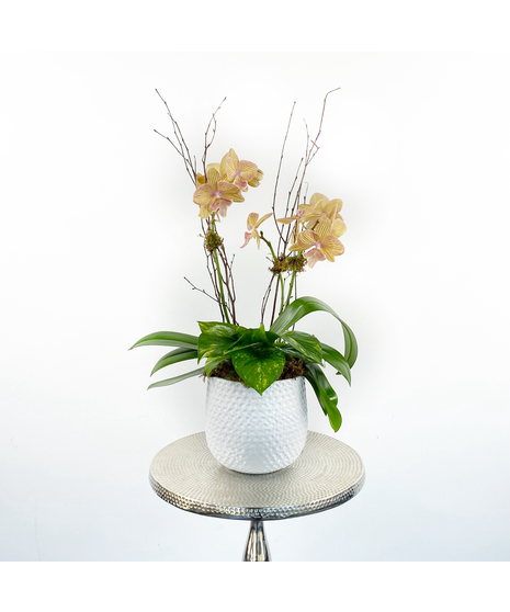 Spring Orchid Garden