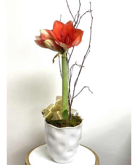 Amaryllis