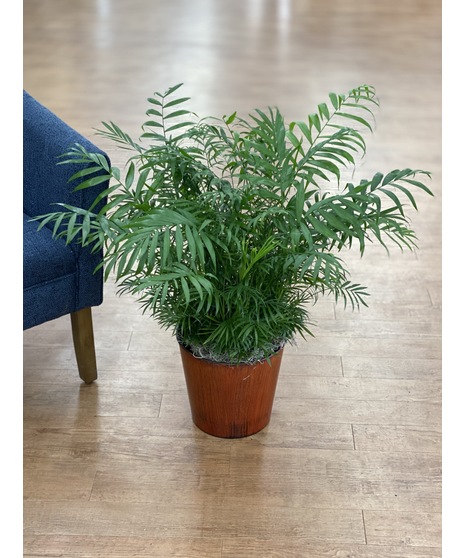 Parlour Palm