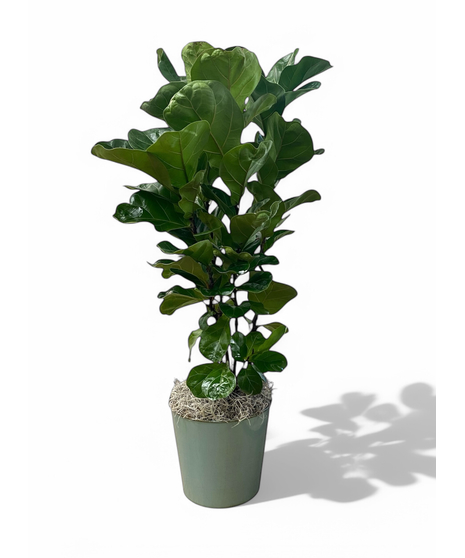 Fiddle Leaf Fig