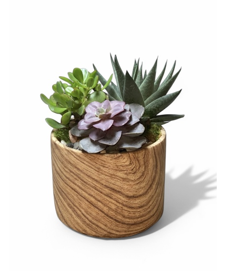 Succulent Garden - Faux Wood Pot