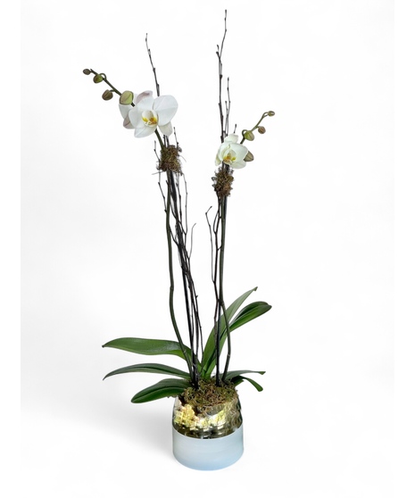 Christmas Double Orchid