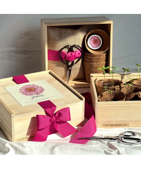 Zinnia Flower Cutting Garden Box