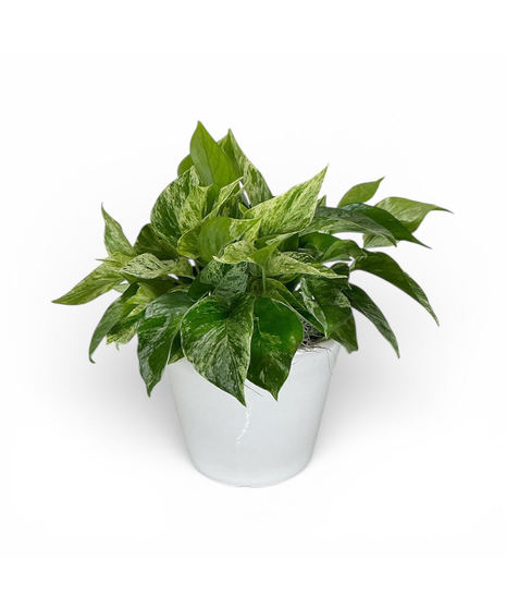 Pothos Plant