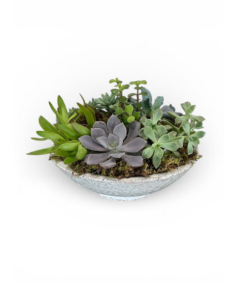 Succulent Garden - Ceramic Dish