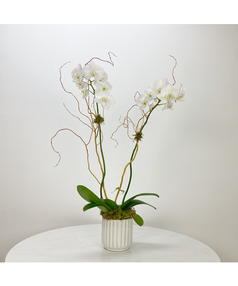 Single white phalaenopsis orchid plant in a decorative container accented with moss and curly willow