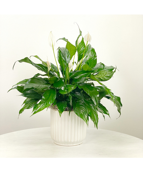 Peace lily plant in a decorative container