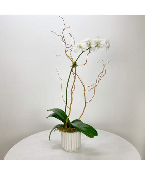 Single white phalaenopsis orchid plant in a decorative container accented with moss and curly willow