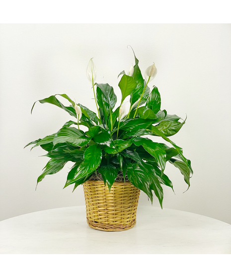 Peace Lily