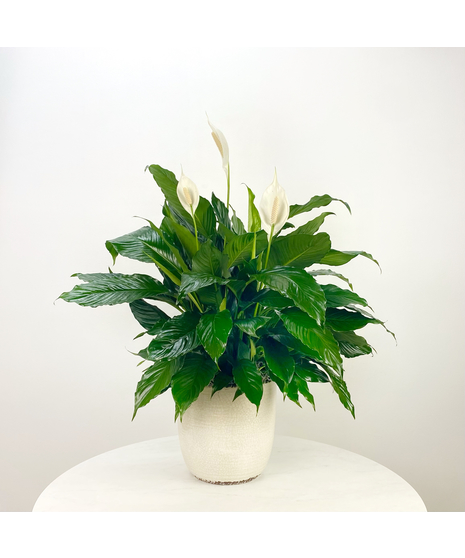 Peace lily plant in a decorative container
