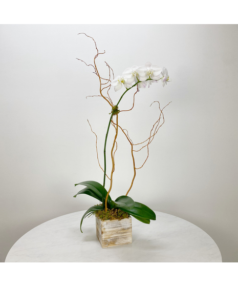 White Single Stem Phalaenopsis Orchid