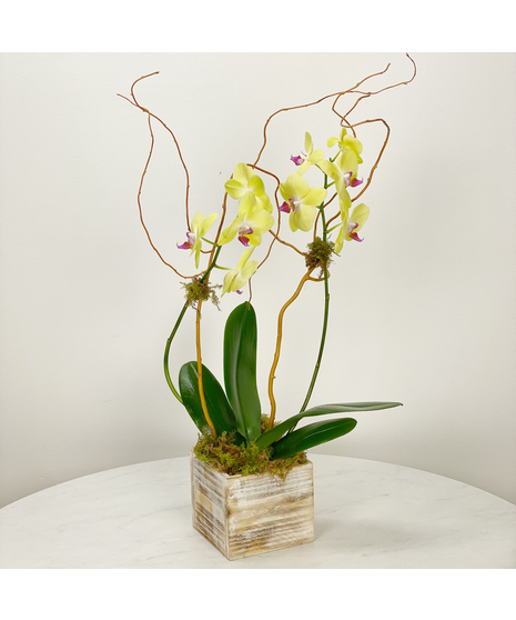 DOUBLE STEM COLORED PHALAENOPSIS ORCHID