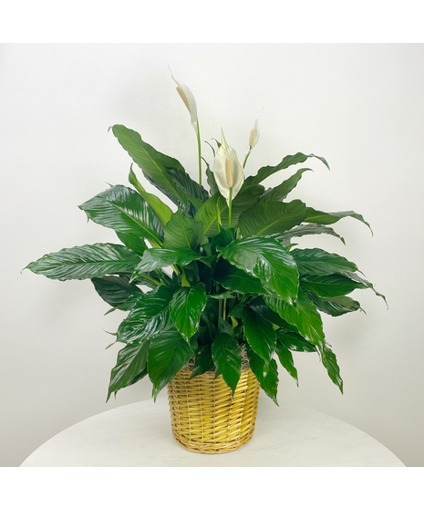 Peace lily plant in a decorative container