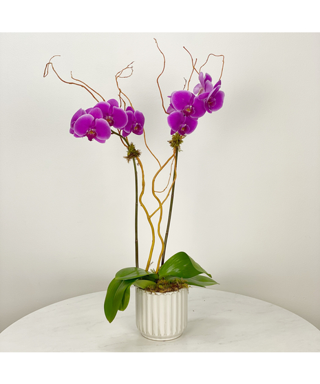 Colorful phalaenopsis orchid plant dressed in an upgraded pot.