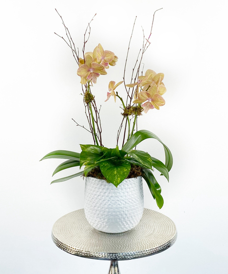 Carolina Orchid Garden