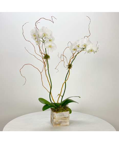 White Double Stem Phalaenopsis Orchid