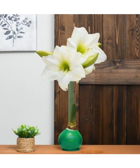 Waxed Amaryllis Bulb