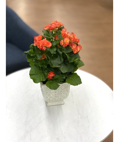 Begonia