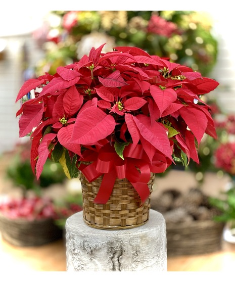 Red Poinsettia
