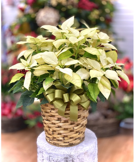 White Poinsettia