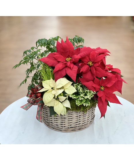 Christmas Poinsettia Garden