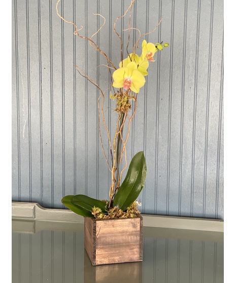 Colorful phalaenopsis orchid plant dressed in an upgraded pot.