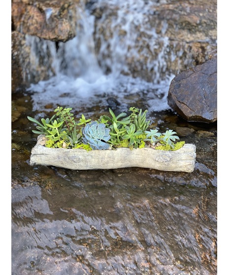 Succulent - Faux Driftwood Log