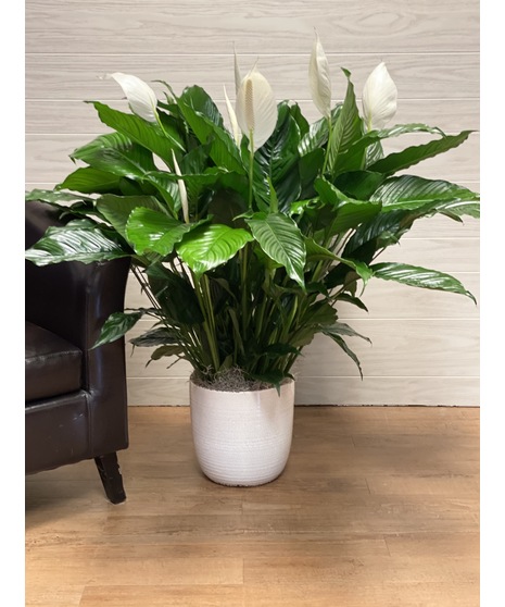 Peace lily plant in a woven basket or neutral ceramic  container