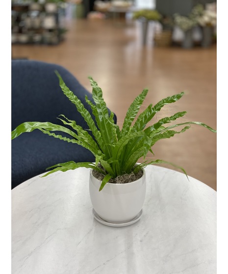 Birds Nest Fern