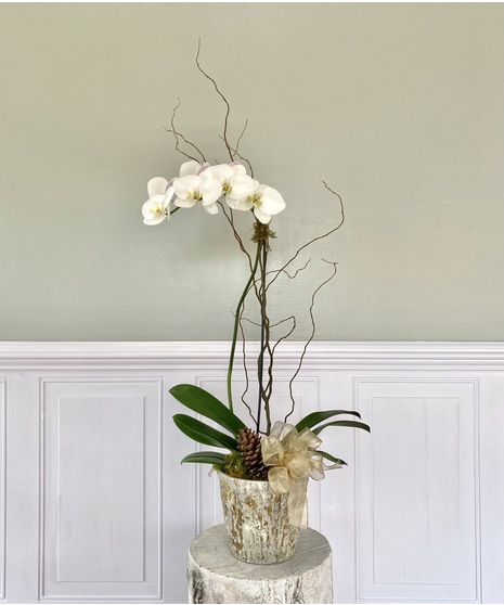Woodland Orchid Plant