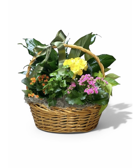 Collection of green and blooming plants arranged in a handwoven basket and dressed with moss and a bow