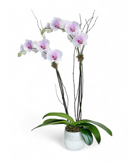 Color Double Stem Phalaenopsis Orchid