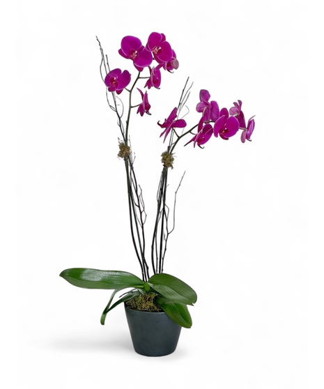 Color Double Stem Phalaenopsis Orchid