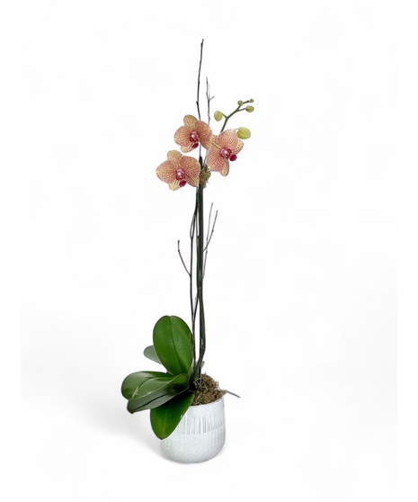 Color Single Stem Phalaenopsis Orchid