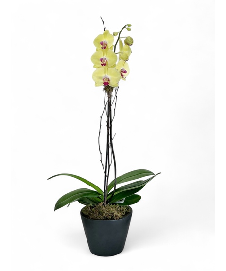 Color Single Stem Phalaenopsis Orchid