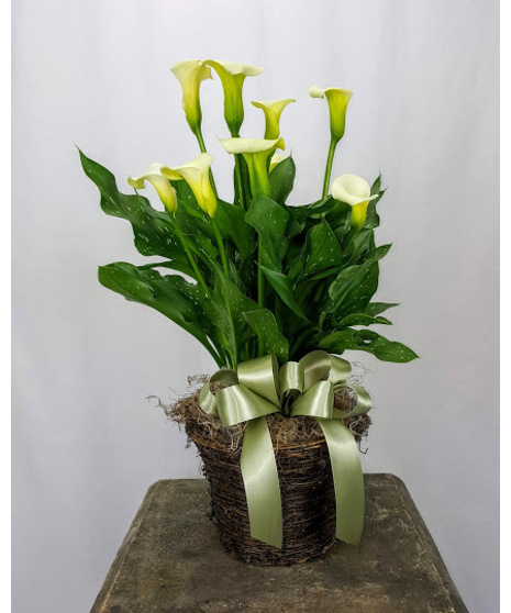Flowering Plants