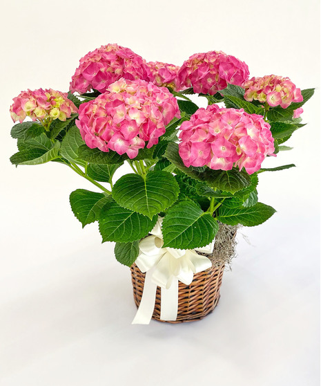 Flowering Plants