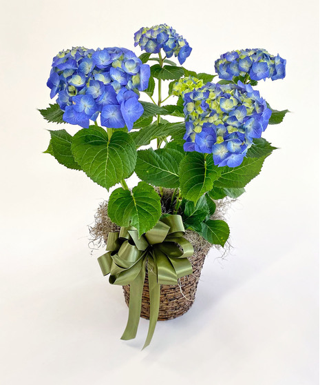 Hydrangea plant in a decorative woven basket