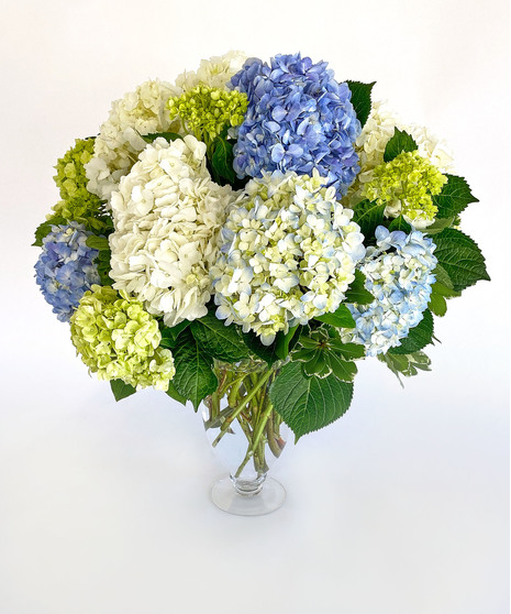 Majestic Hydrangea