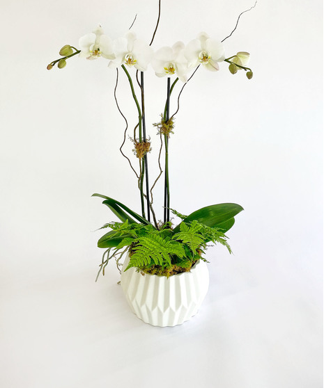 Mother's Day Orchid Garden