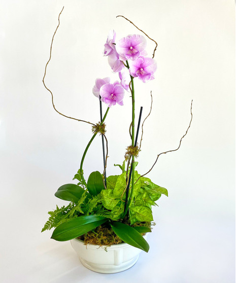Plants