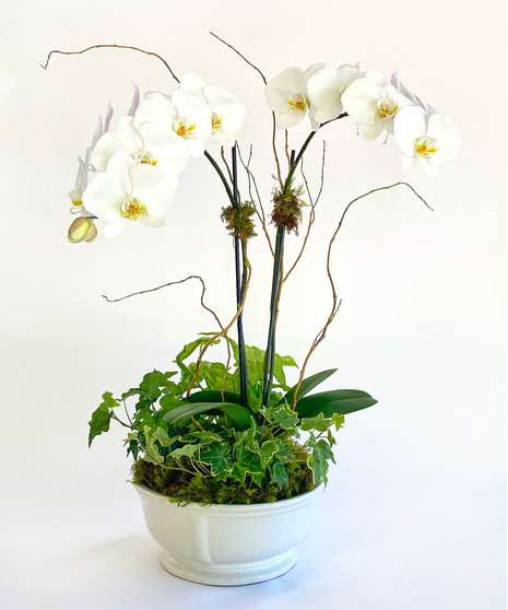 Potted orchid paired with a lively green plant