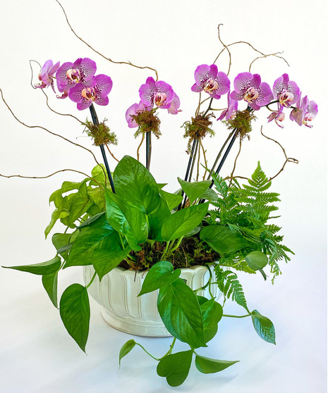 Potted orchid paired with a lively green plant