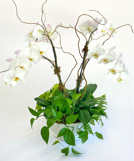 White Phalaenopsis Orchid European Garden