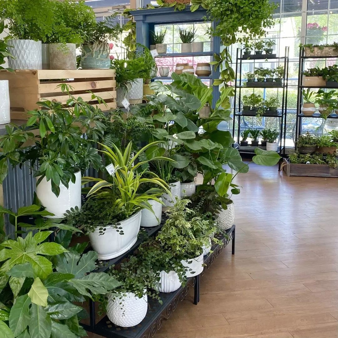 The Blossom Shop Hours & Address Charlotte Florist